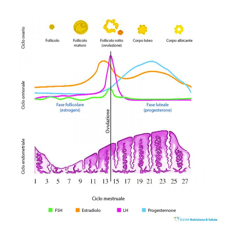 ALLENAMENTO E CICLO MESTRUALE Daniele Lucchi Coaching Corsa